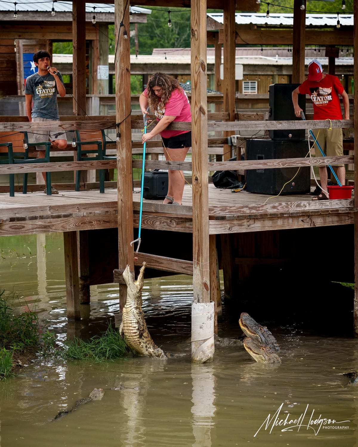 An alligator feeding and educational show at Gator Country. 