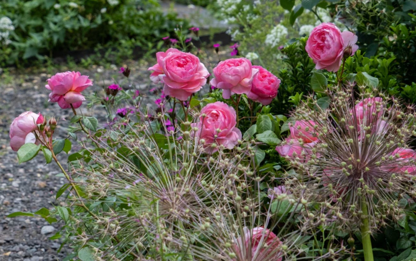 Pink roses in a cottage garden