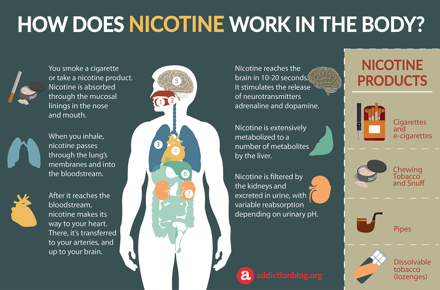 Nicotine Metabolism in the Body: How Nicotine Affects the Brain  (INFOGRAPHIC)