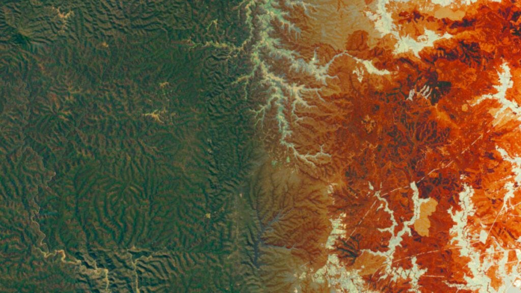 Planet Labs Forest Carbon Monitoring