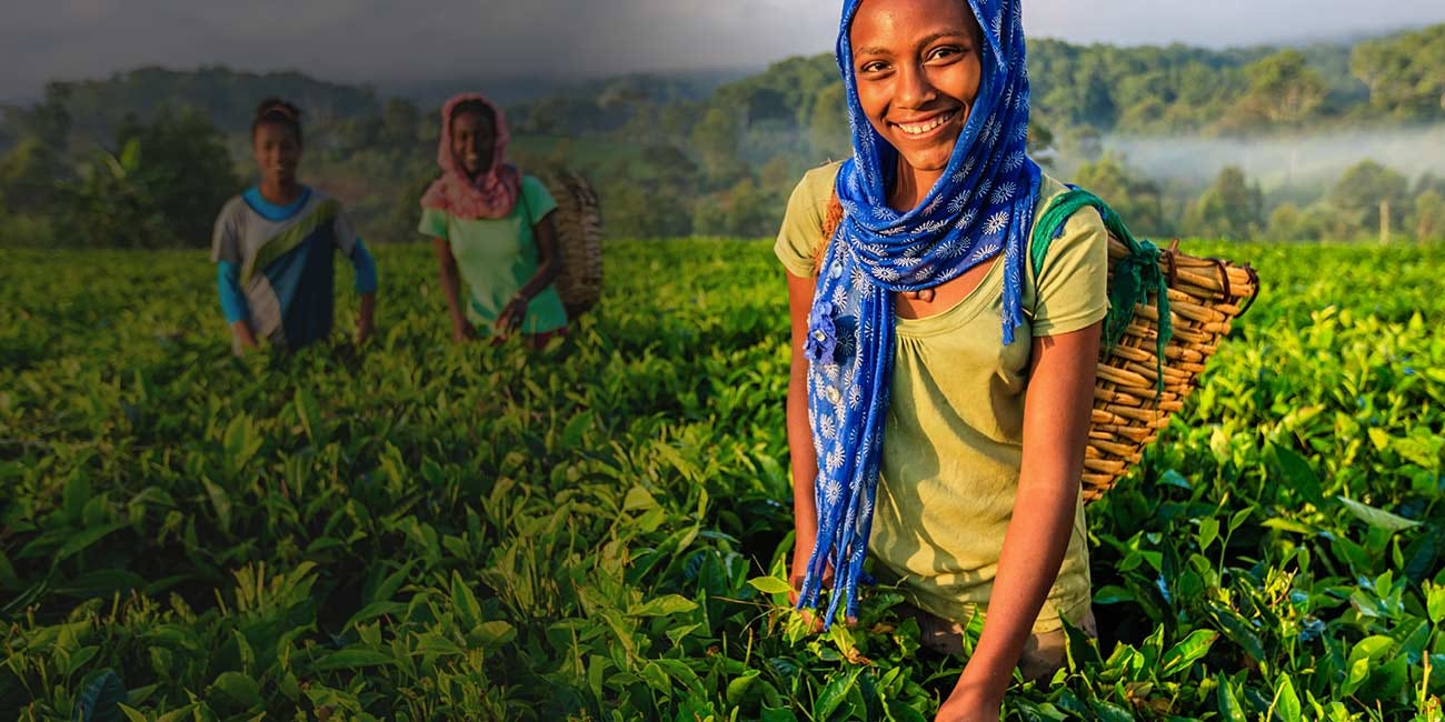 Women plucking tea leaves on plantation in Central Ethiopia, Africa