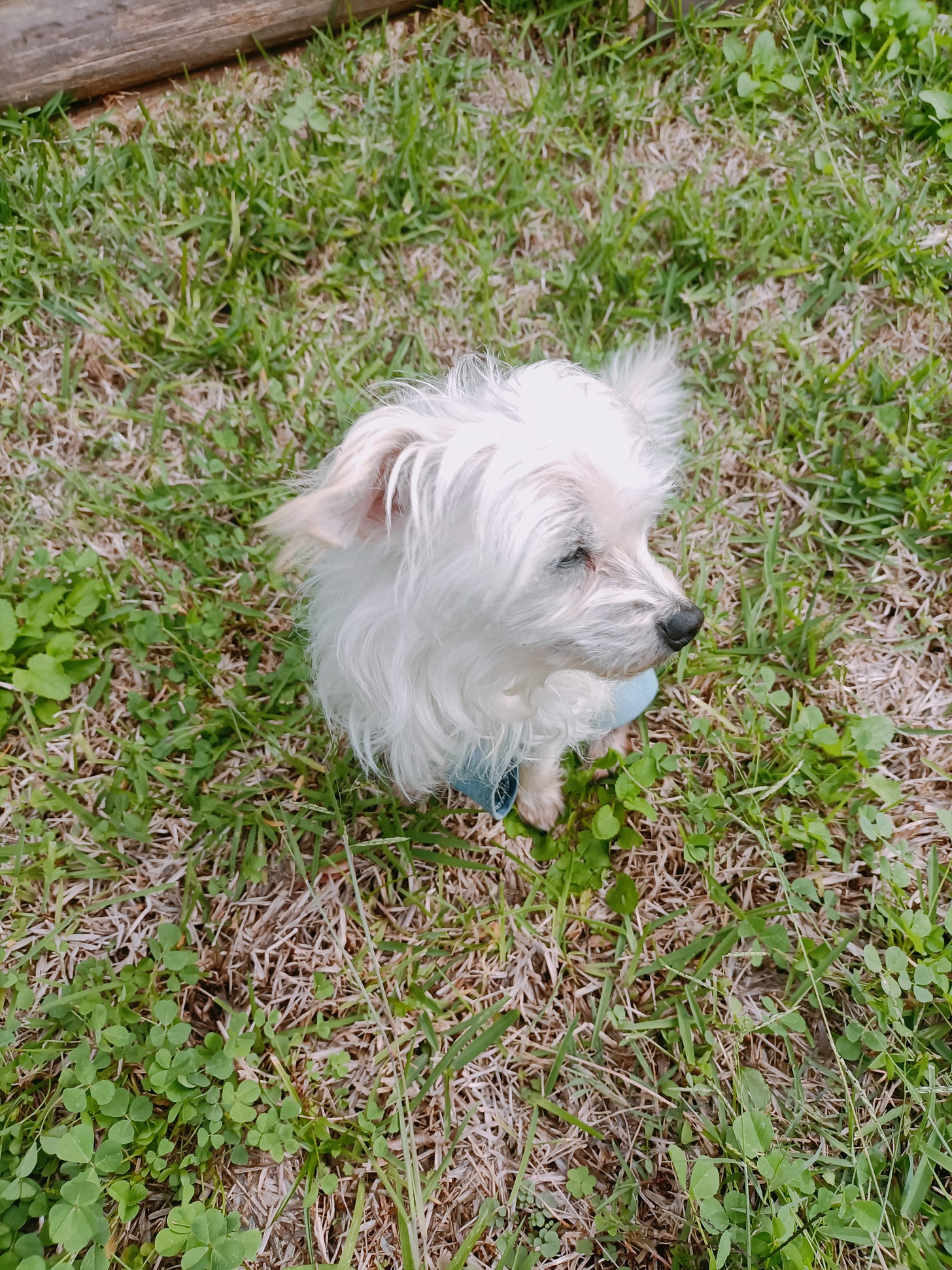 An overhead shot of Donut, a puppy-sized Maltese mix with long white fur wearing some light blue overalls. He's looking to the side, squinting in the sunlight.