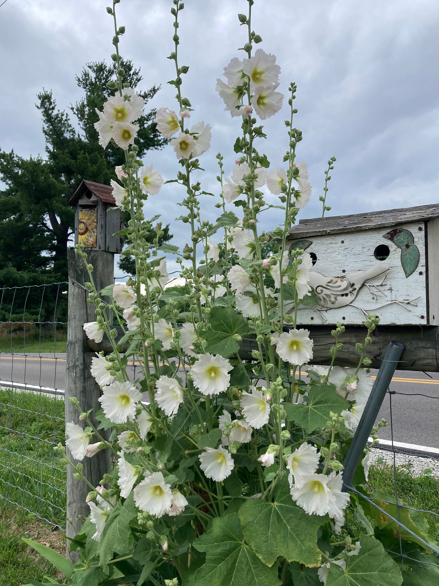 Hollyhock, Alcea rosea