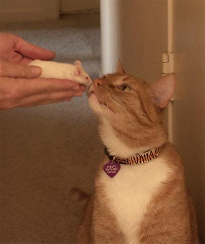 White mouse held up to ginger cat sniffing the mouse as he sits