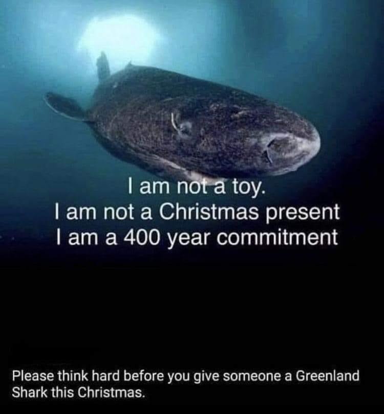 A picture of a Greenland shark with text "I'm not a Christmas present, I am a 400 year commitment. Please think hard before you give someone a Greenland Shark this Christmas"