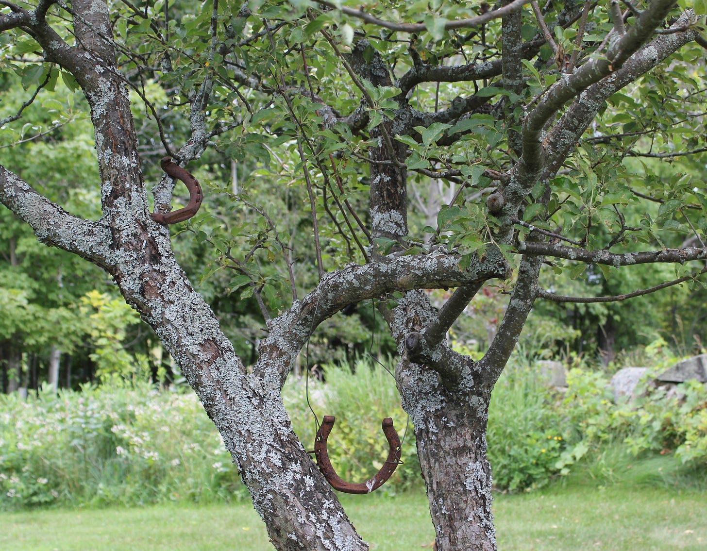 Rusty horseshoes hang from an apple tree