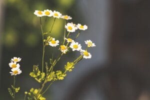 Feverfew