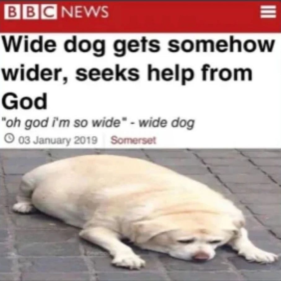 BBC News article with headline "Wide dog gets somehow wider, seeks help from God" with subhed of "'oh god i'm so wide' - wide dog" and then a photo of a fat dog
