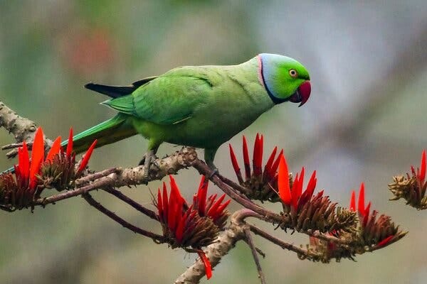 A green parrot with multi-colored rings around its neck stands on a branch with bright red flowers.