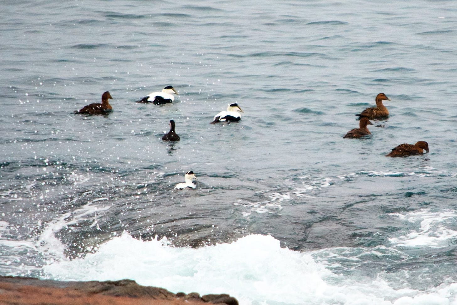 A raft of Common Eiders fishes off the coast of Schoodic Point during the Schoodic Institute Winter Birding Adventure.