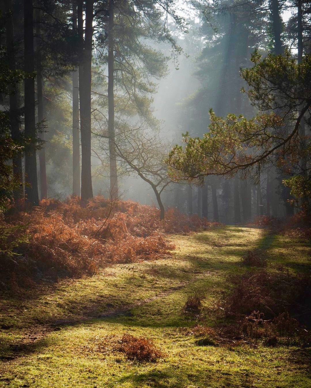 The New Forest from photographer Ariel Kozak on Instagram 