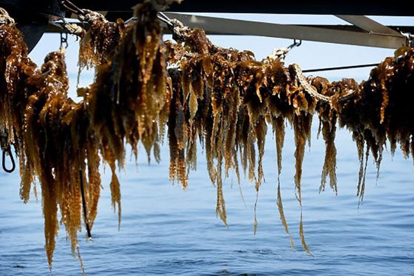 Seaweed: A potential feed for ruminants - Dairy Global