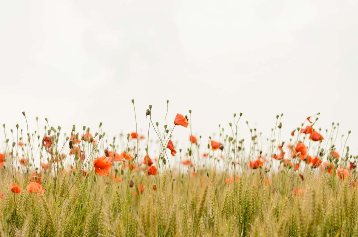 amapolas salpicadas en un campo de cereal