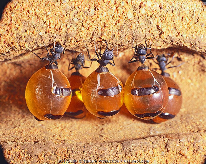 Stock photo of Honeypot Ants storing honey in their abdomen {Myrmecocystus  sp} Australia. Available for sale on www.naturepl.com