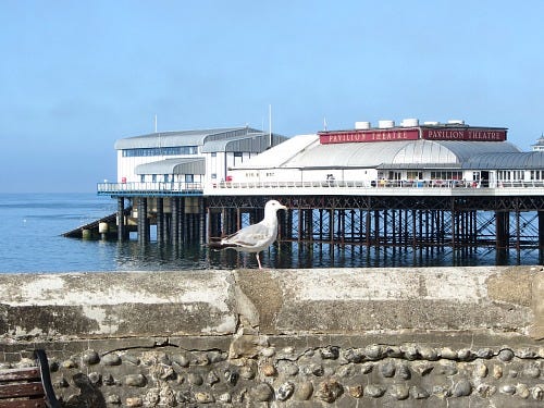 May be an image of sea bird and ocean