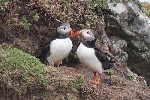 Atlantic puffins