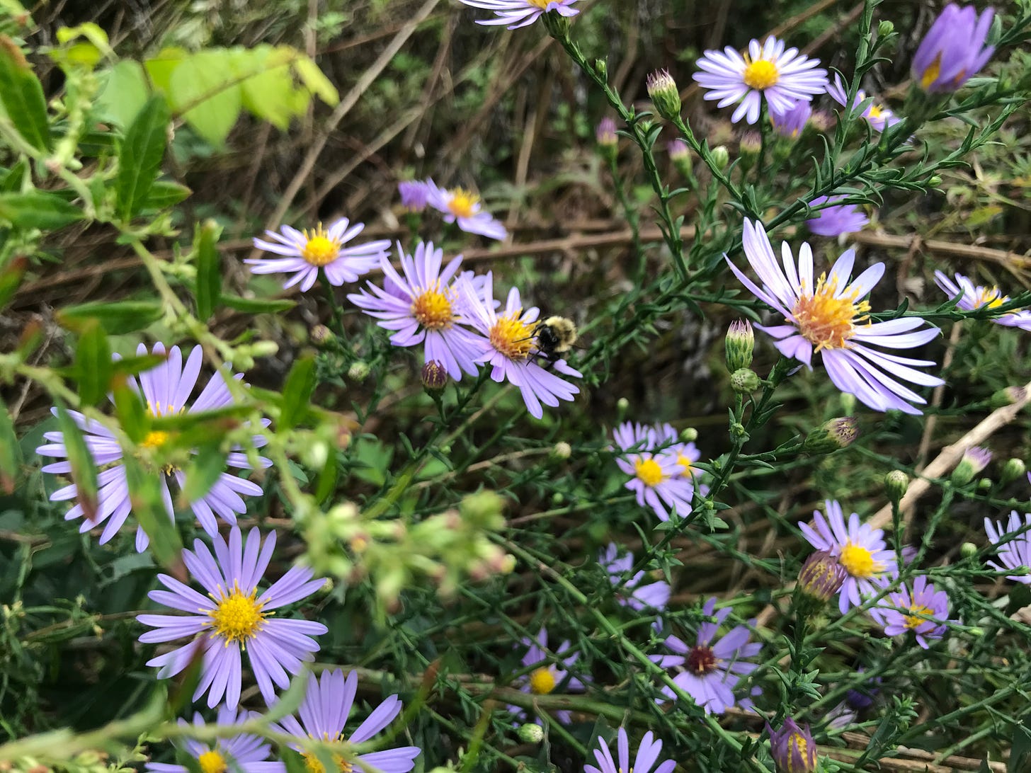 Bee foraging on asters in New York City
