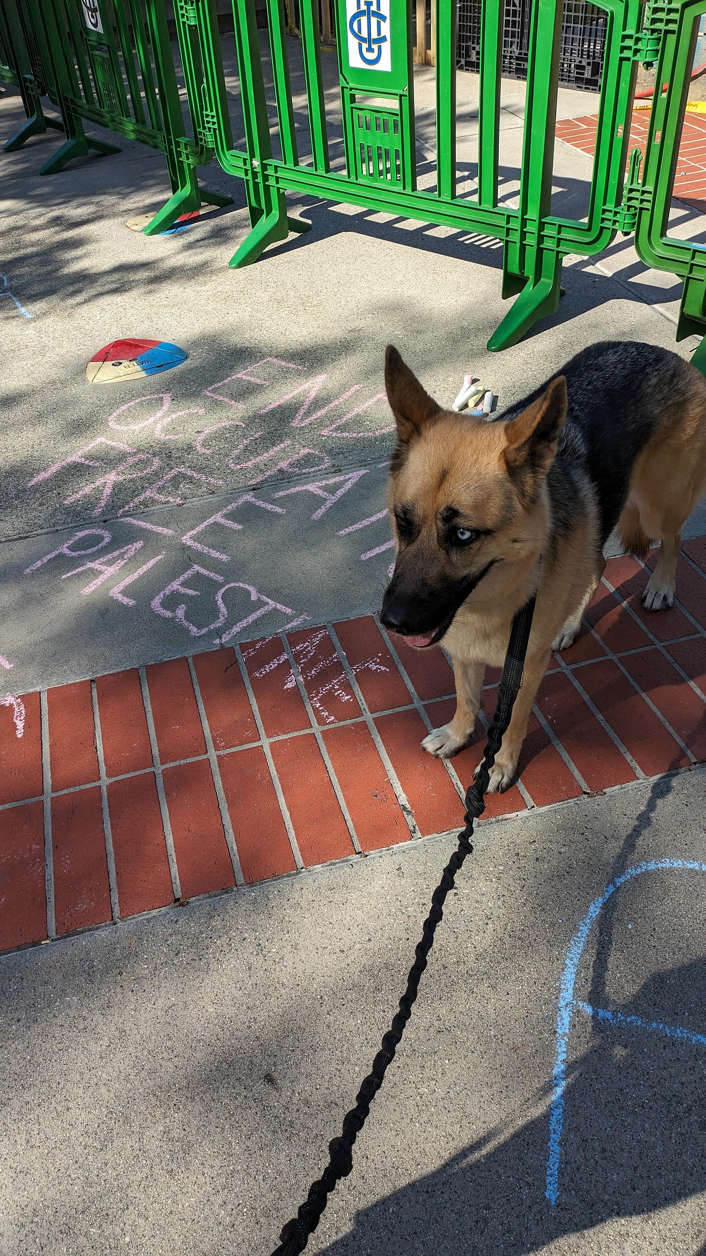 A shepherd husky mix standing on ground that has "End the Occupation, Free Palestine" written on the ground.