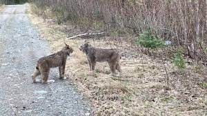 Two Lynx in Ontario Have Intense Conversation - YouTube