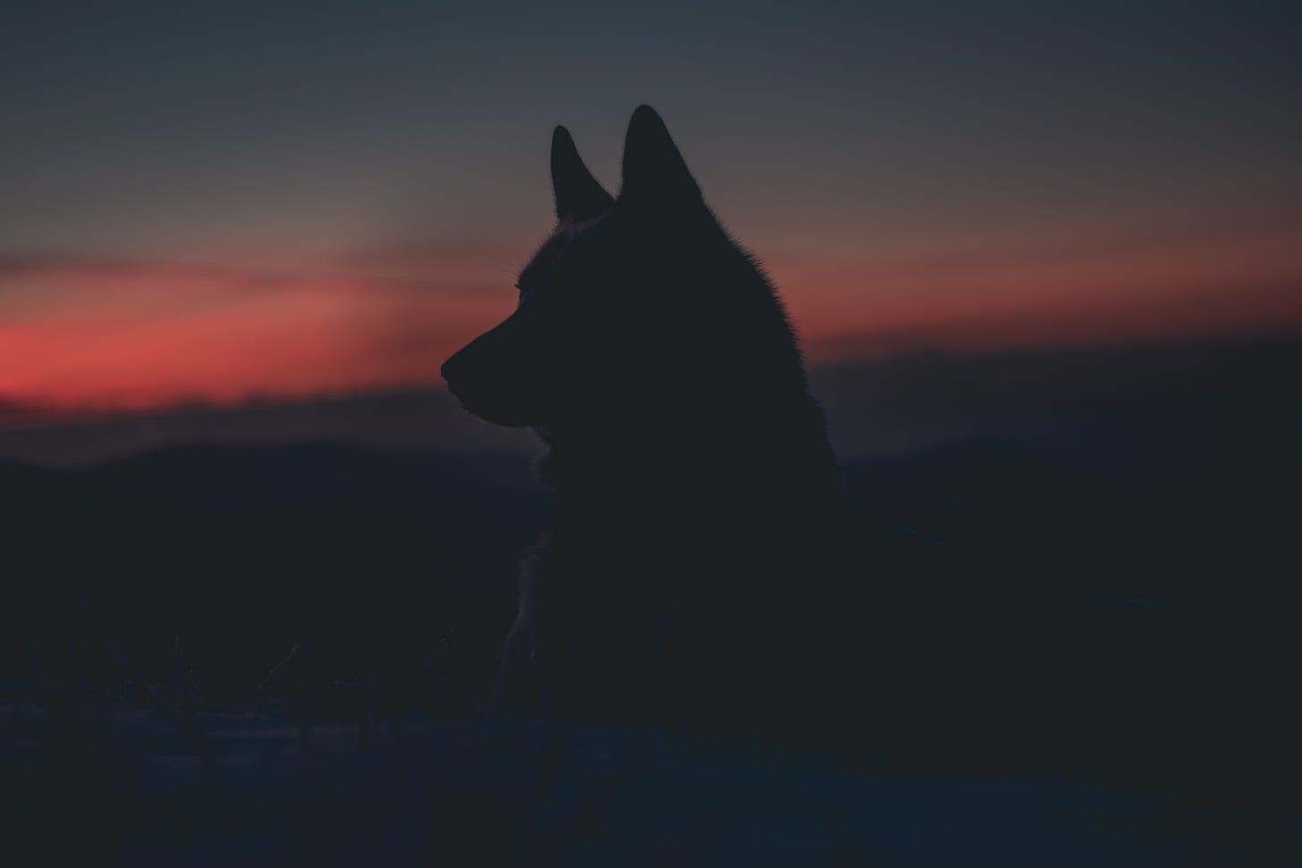 Twilight photo of a wolflike dog silhouetted against a red and blue-gray sunset.