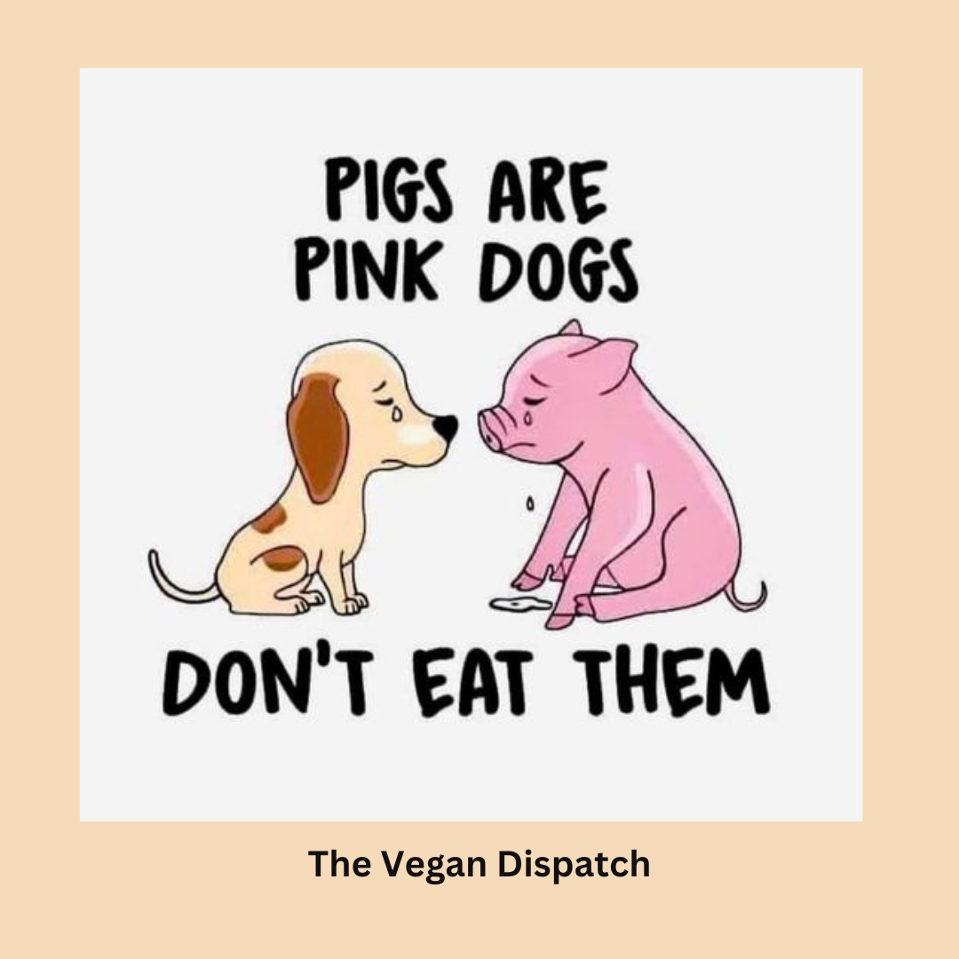 Pigs are pink dogs, don't eat them.