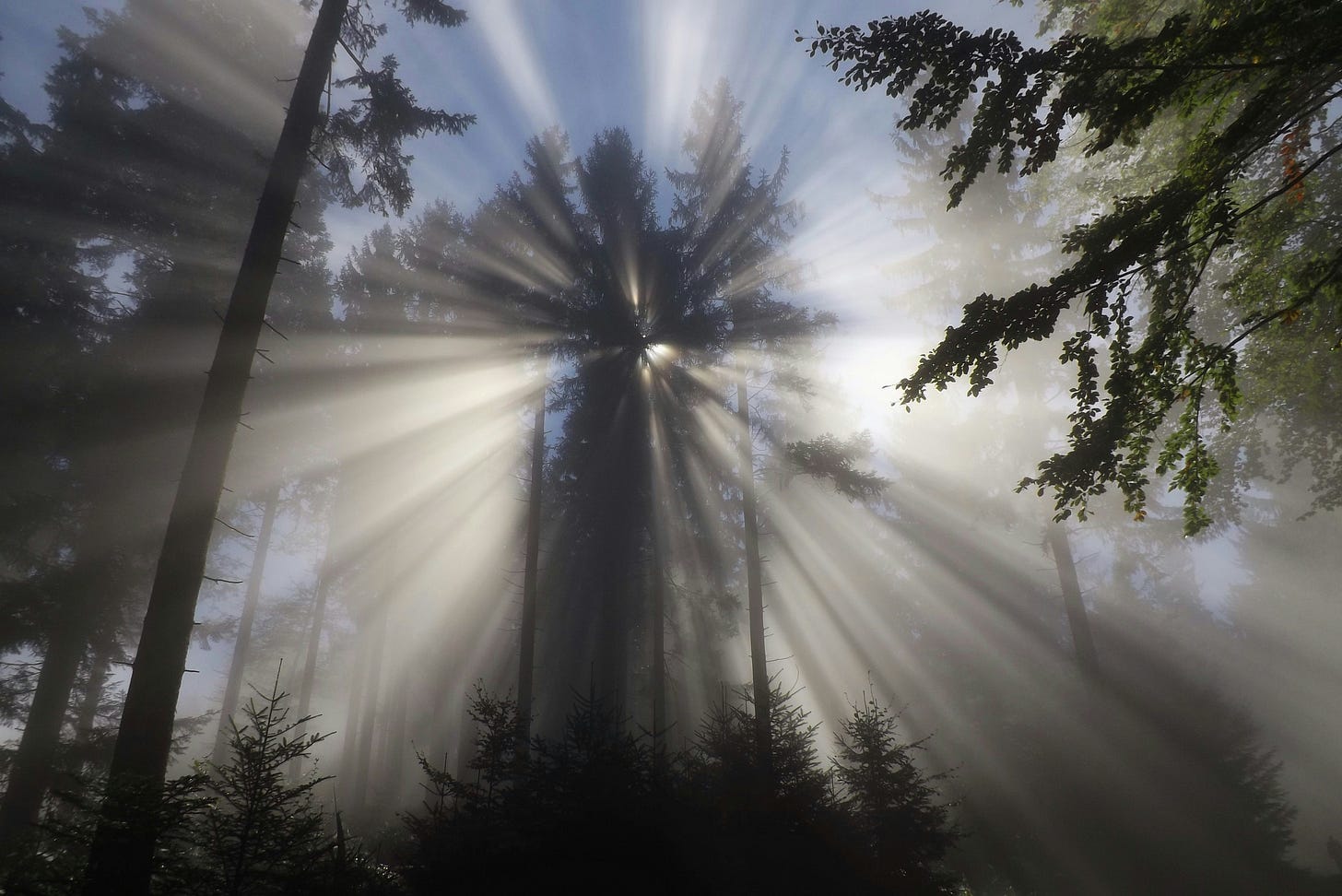 Image of sunrays streaming from behind trees in a forest.