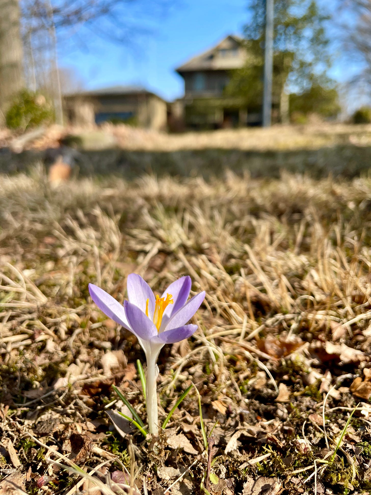 Crocus tommasinianus just coming up in the Lantern Walk.