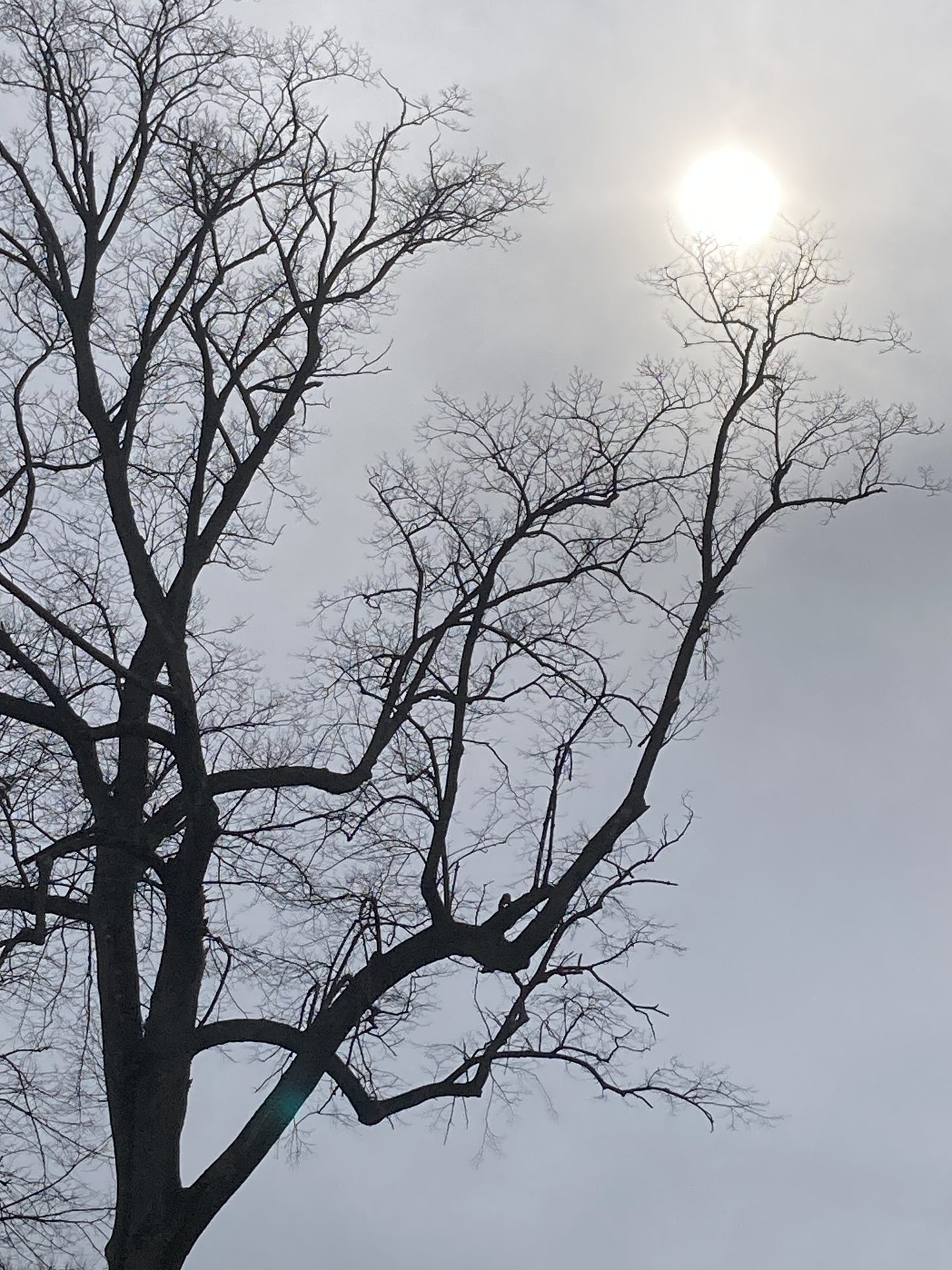 photograph of the silhouette of a tall, bare tree seeming to hold up the sun in a hazy sky