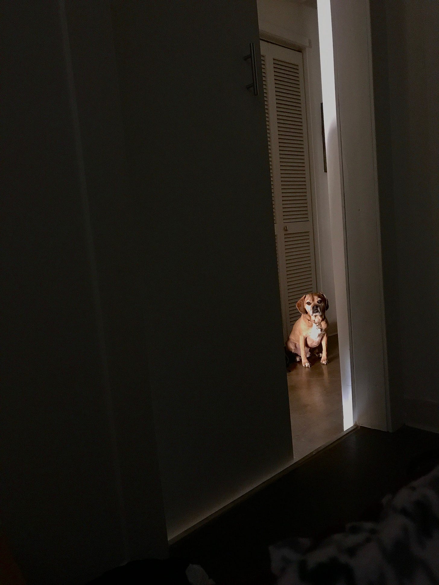 A tan dog sitting and staring murdurously through a slit in the door.