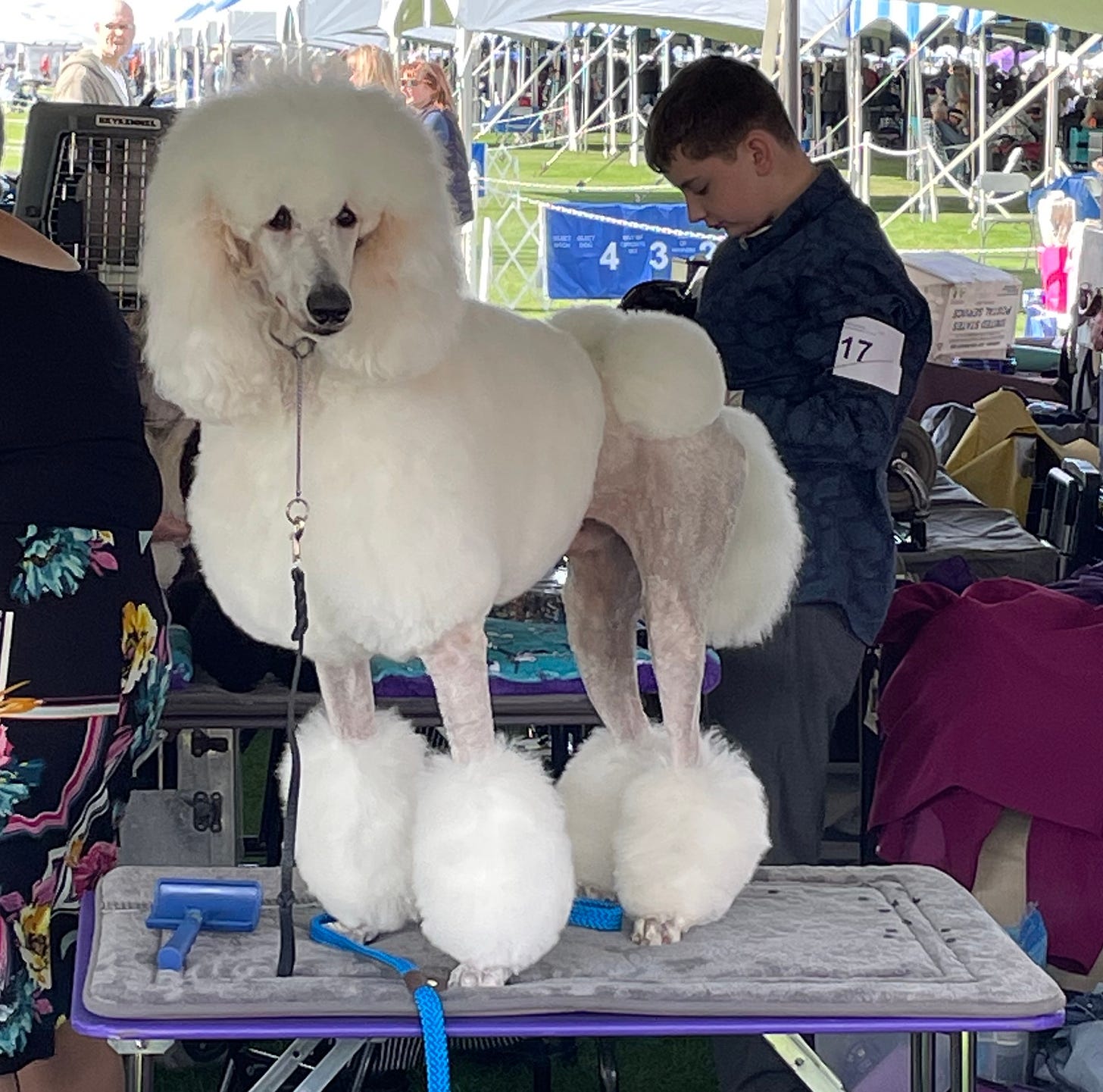 A very fluffy poodle, like from the movies.