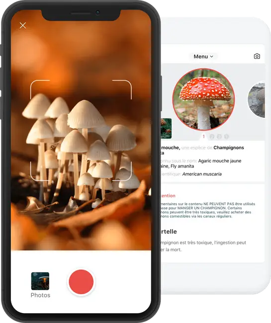 Picture Mushroom: Un Expert IA en champignons dans votre poche - Picture  Mushroom App