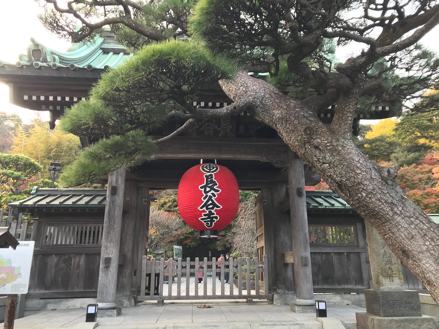 the gate of Hase Temple with a red latern with black Japanese letters of the name of the temple. Also a Japanese tree leans at an angle over the gate. 