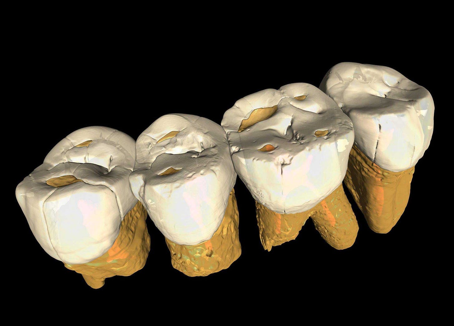 Four teeth from maxillary P3 to maxillary M2 in occlusal order shown by microCT rendering Four teeth from maxillary P3 to maxillary M2 in occlusal order shown by microCT rendering