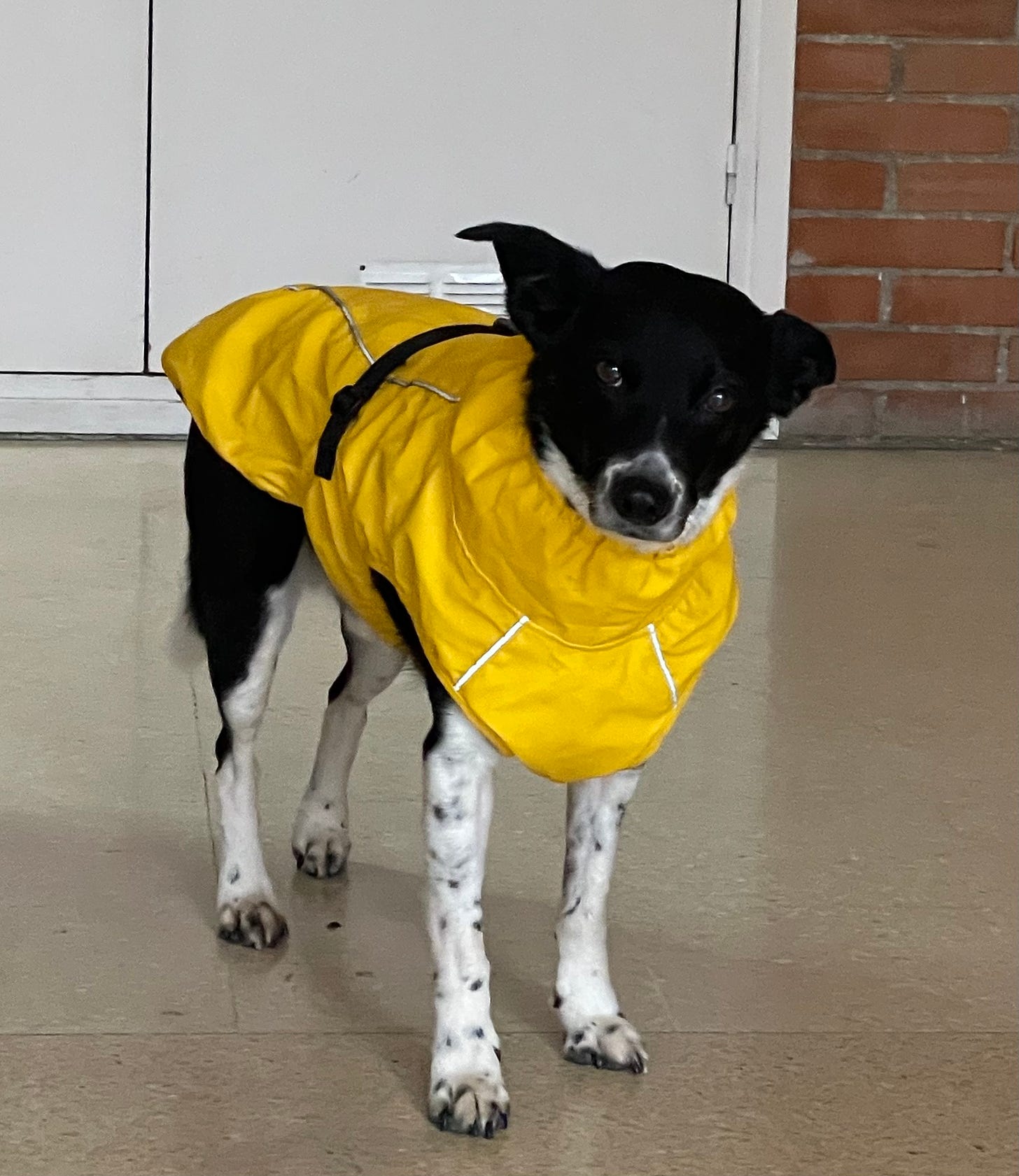 Small black and white collie dog dressed in yellow high-red rain jacket looks at camera as if to ask Why? He is not happy at the prospect of a wet walk.