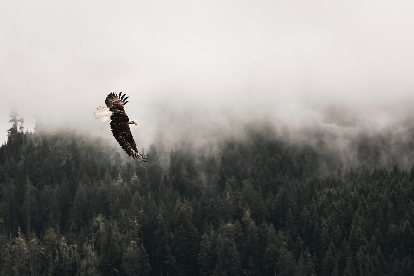 Eagle soaring above the cloudy evergreen forest