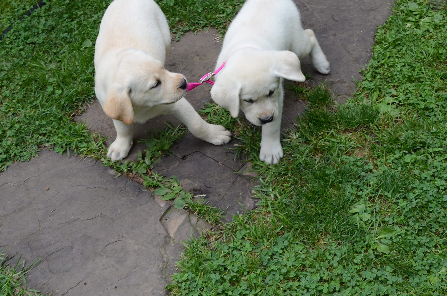 A yellow Labrador retriever puppy tugs on another yellow Lab puppy's pink collar. They're standing on a stone walkway in the grass.