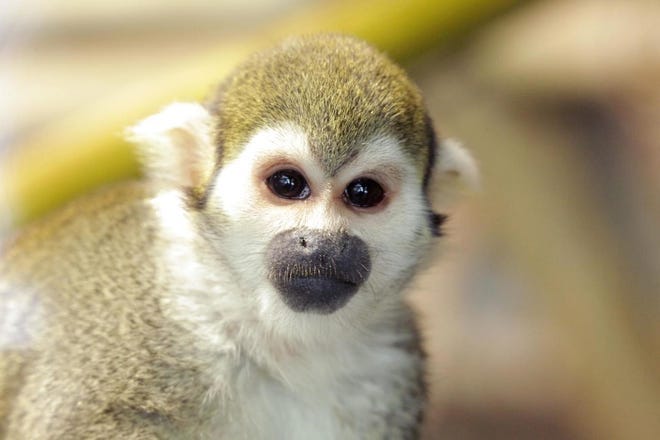 A squirrel monkey named Dazzle died of complications from pregnancy at Tucson's Reid Park Zoo, officials said on July 12, 2023.