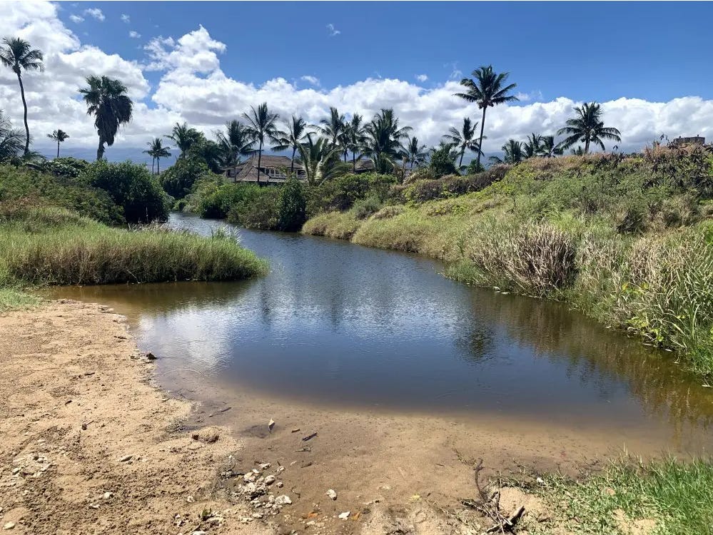 A sunny day with palm trees lining the horizon. In the foreground a clear stream of water, its banks lined with thick grasses and shrubs, the very picture of a tropical lagoon.