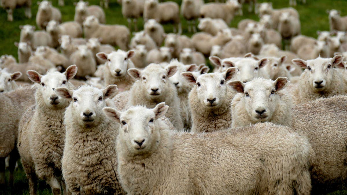 un rebaño de ovejas mira a la cámara con curiosidad, los animales doméstico han desarrollado la capacidad de conocernos y entendernos