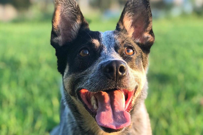 Scout the blue heeler smiling after a game of frisbee at Highlands Viera West apartments