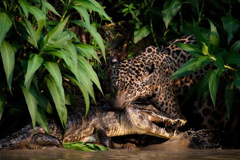 un jaguar caza un caimán en el humedal del Pantanal, una amplia región que se extiende en Brasil, Bolivia y Paraguay
