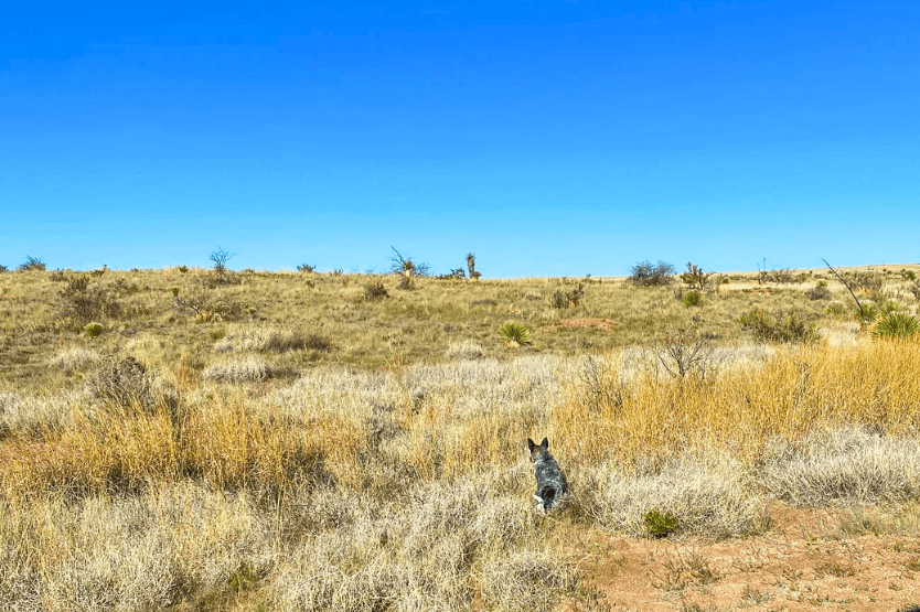 Scout the blue heeler sits at the edge of some desert grass on a stretch of BLM land in New Mexico