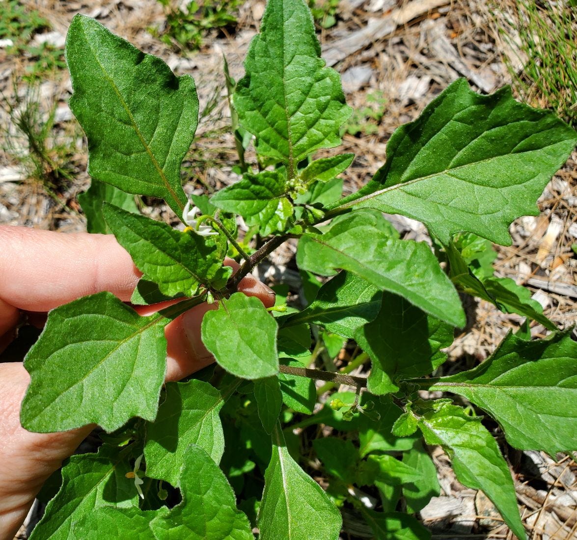 Solanum americanum [Leaf variation] 20221214_130213 sml.jpg