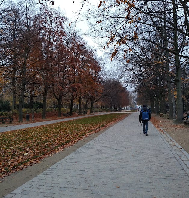 Perspective shot of path lined by winter trees in a park. Man walks along the path.
