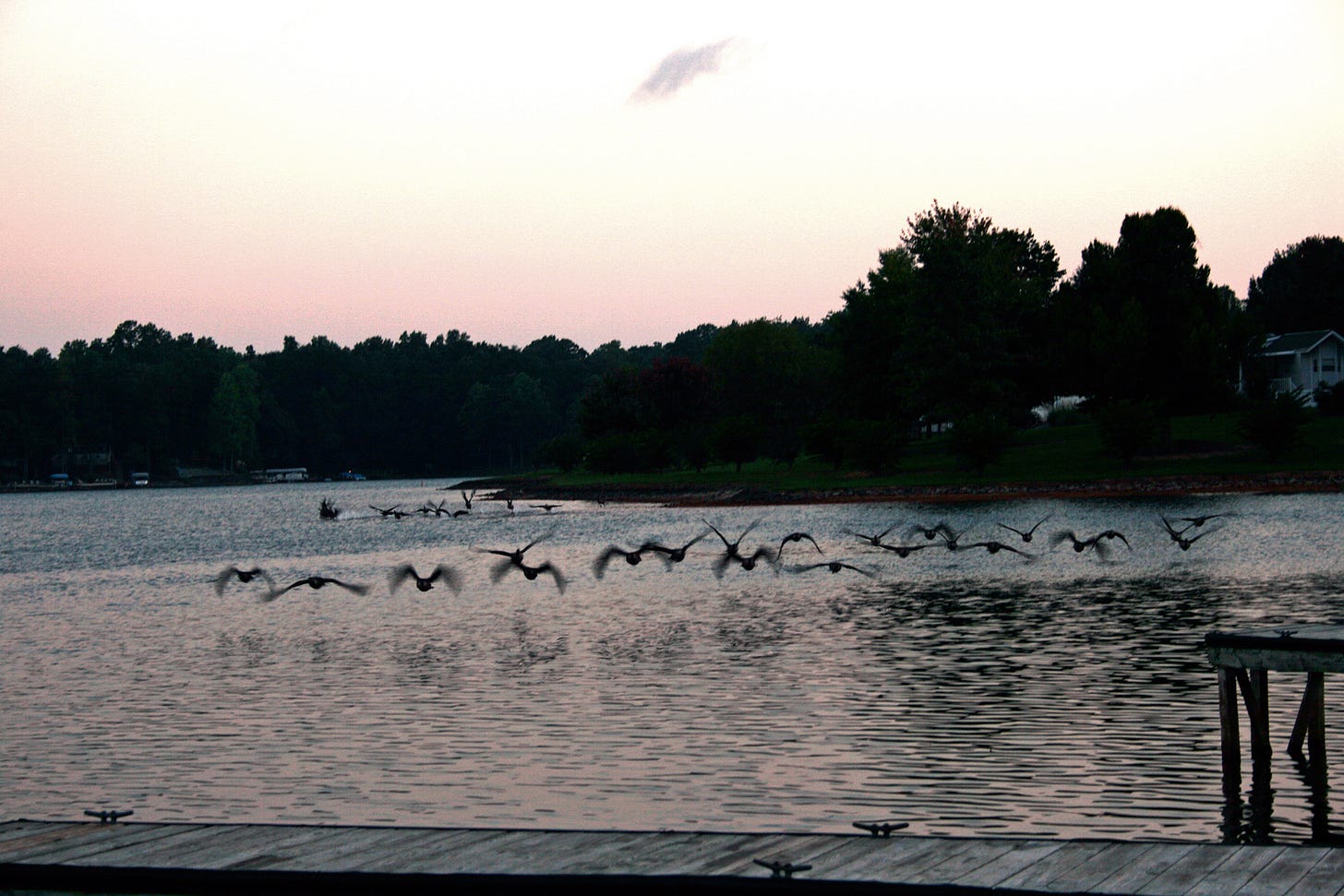 Geese flying over lake at sunrise.