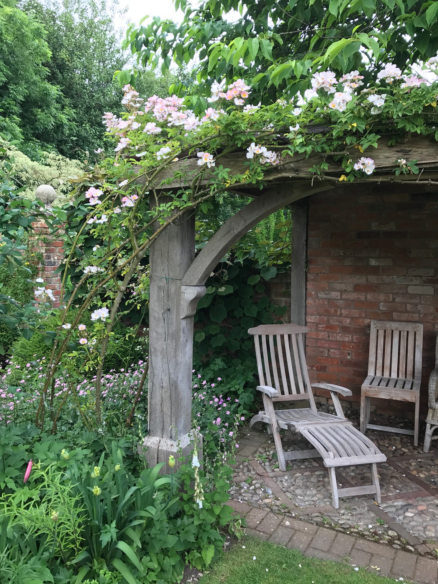 Soft pink Rose ‘Francis E Lester’ flowering over the chairs in the loggia. 