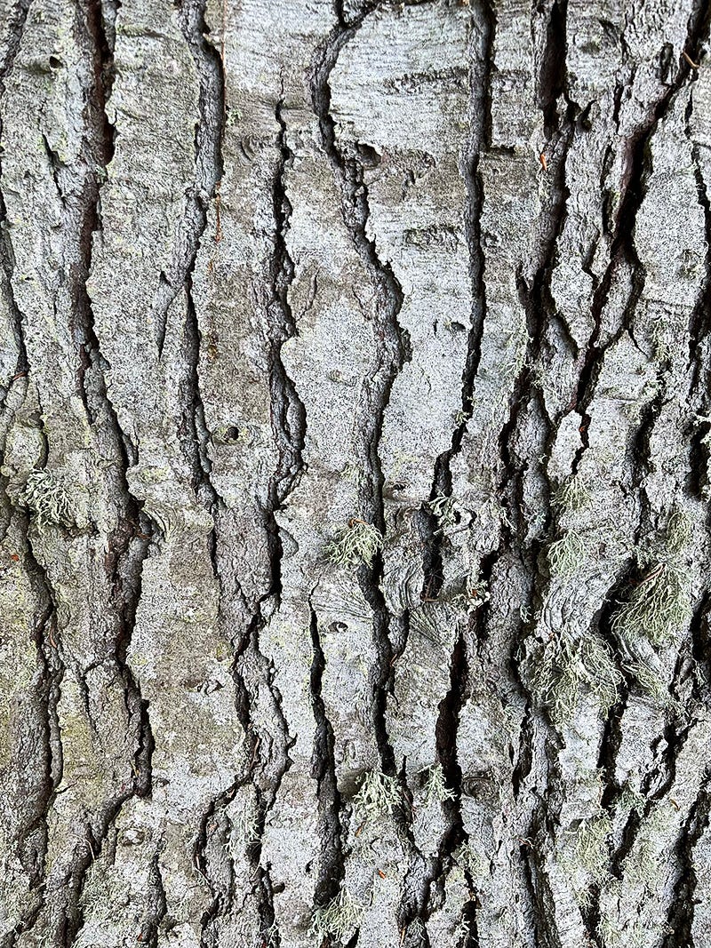 Fissures in tree bark resemble a cracked and arid plain cast in vertical form