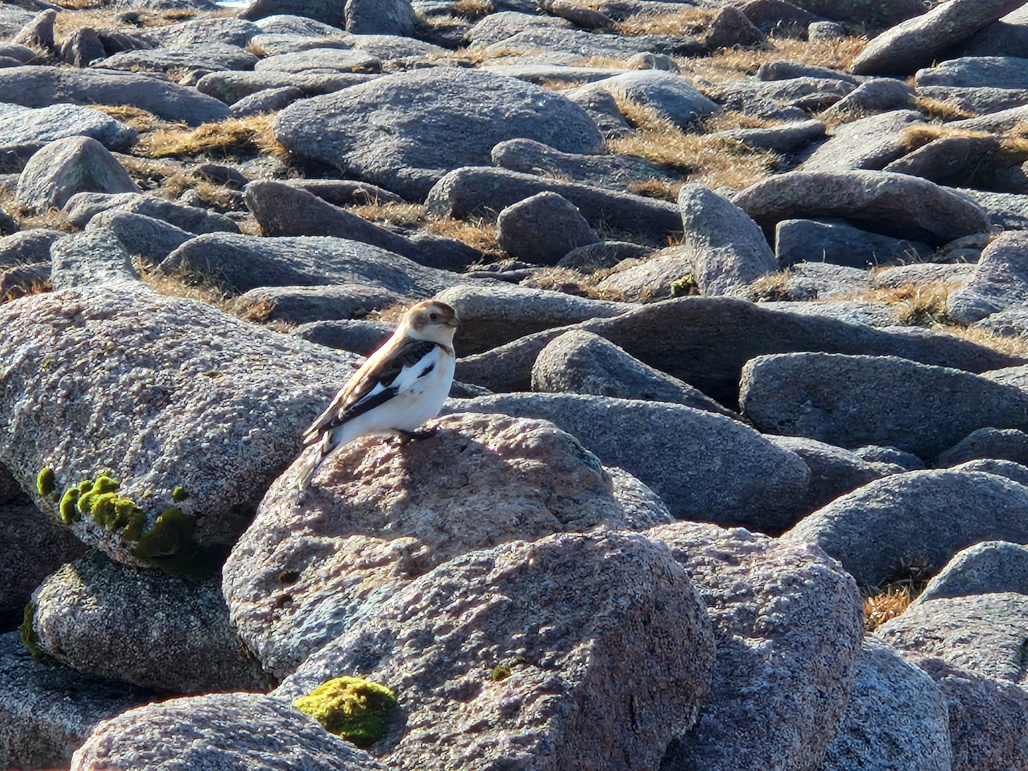 snow bunting