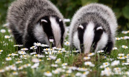 Badgers at the orchard. The farm is also home to woodcock, woodpeckers and foxes.