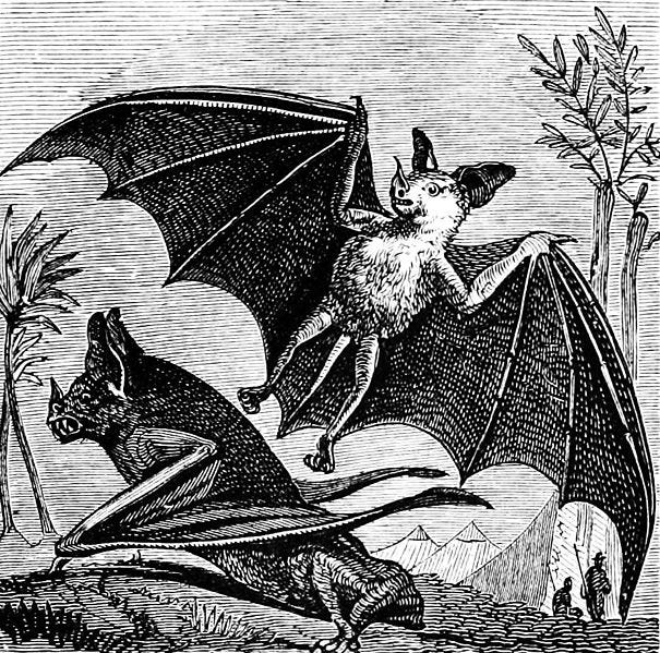 File:PSM V0Illustration of vampire bat of south america.